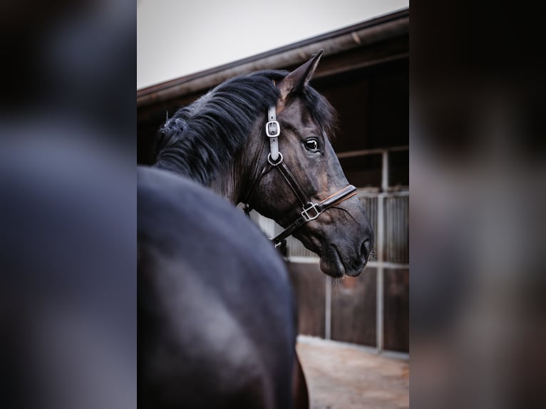 Rhinelander-häst Valack 11 år 172 cm Rökfärgad svart in Hamminkeln