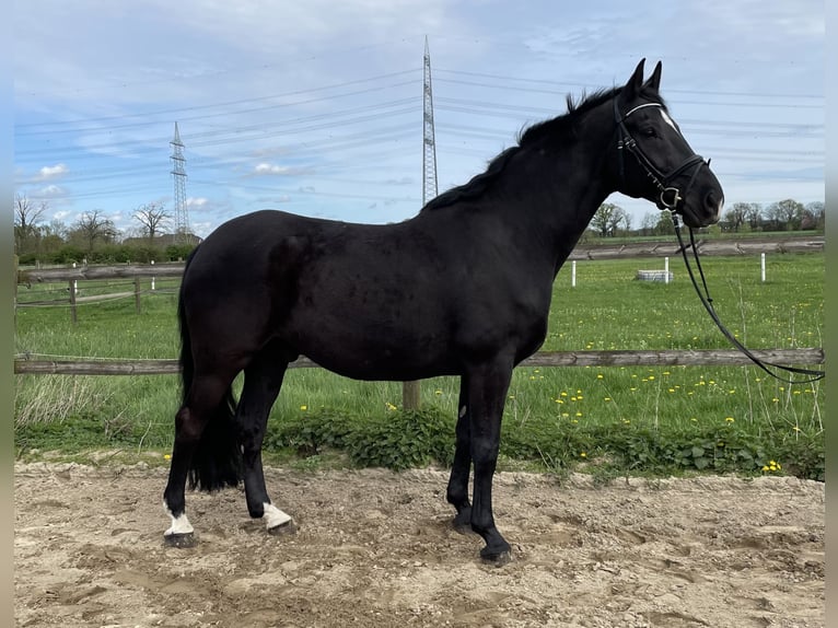 Rhinelander-häst Valack 11 år 172 cm Rökfärgad svart in Hamminkeln
