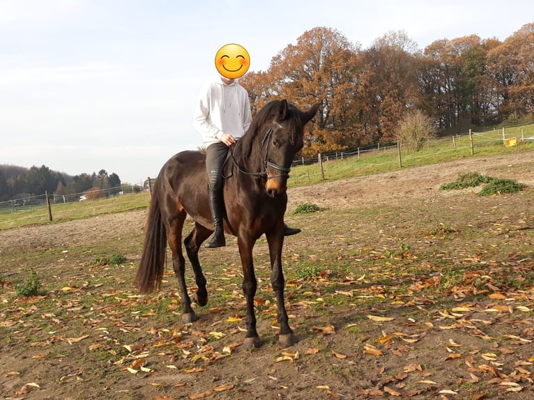 Rhinelander-häst Valack 11 år 173 cm in Kranenburg