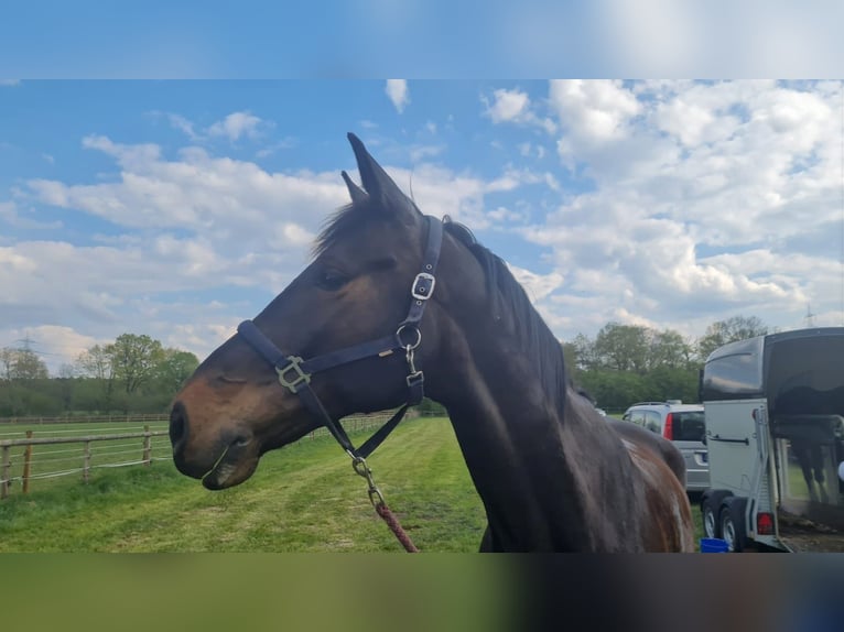 Rhinelander-häst Valack 11 år 173 cm in Kranenburg