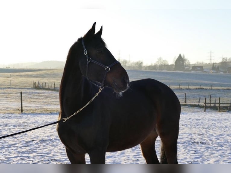 Rhinelander-häst Valack 11 år 175 cm Brun in Finnentrop