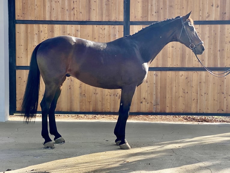 Rhinelander-häst Valack 12 år 168 cm Mörkbrun in Burriana