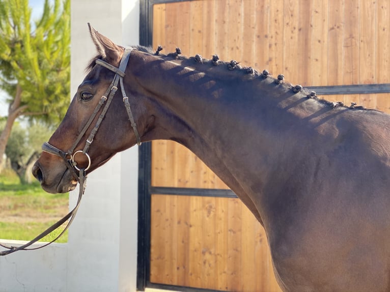 Rhinelander-häst Valack 12 år 168 cm Mörkbrun in Burriana
