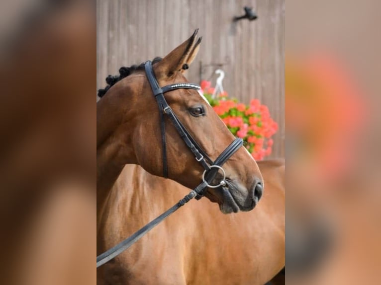 Rhinelander-häst Valack 12 år 170 cm Brun in Sörth