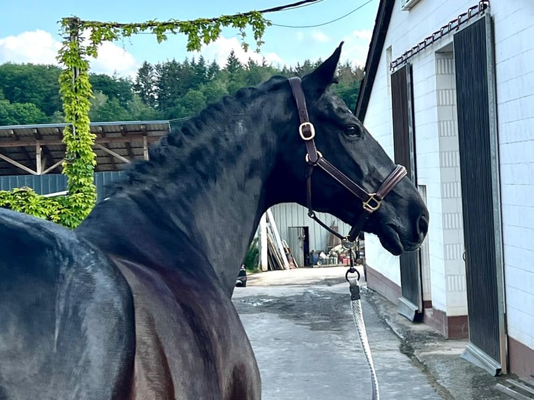 Rhinelander-häst Valack 13 år 177 cm Svart in Perl