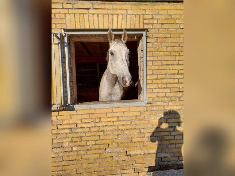 Rhinelander-häst Valack 14 år 172 cm Grå in Wittbek