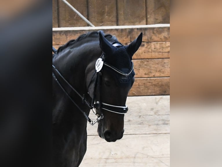 Rhinelander-häst Valack 14 år 175 cm Mörkbrun in Reutlingen