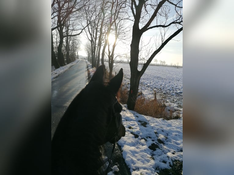 Rhinelander-häst Valack 15 år 178 cm Rökfärgad svart in Neuharlingersiel