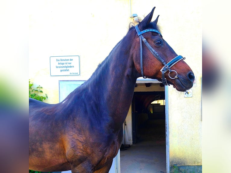 Rhinelander-häst Valack 16 år 168 cm Brun in Wettenberg