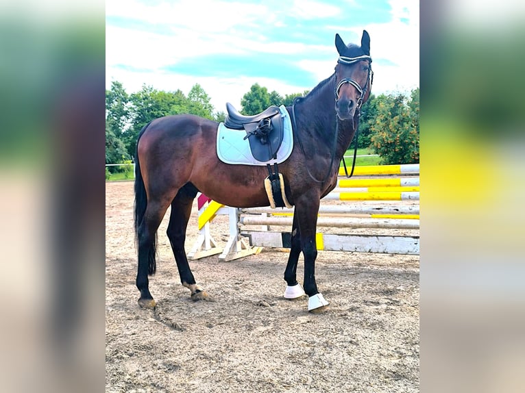 Rhinelander-häst Valack 16 år 168 cm Brun in Wettenberg