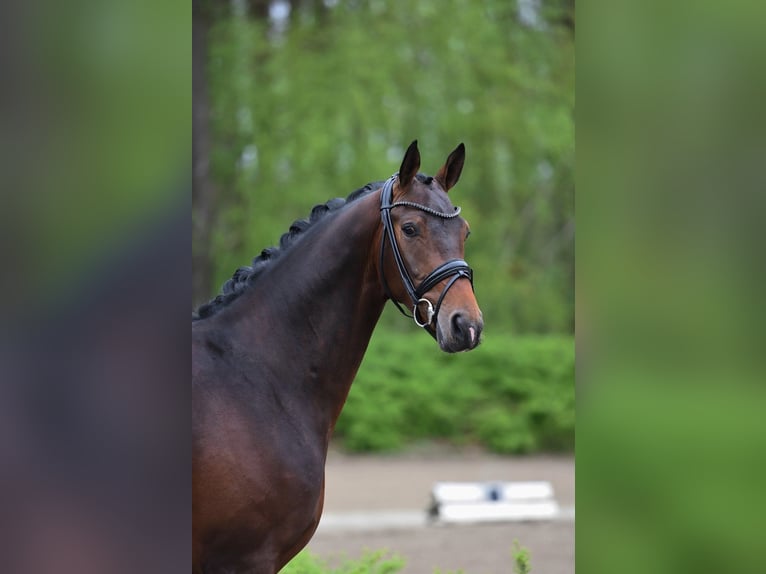 Rhinelander-häst Valack 3 år 166 cm Mörkbrun in Vechta