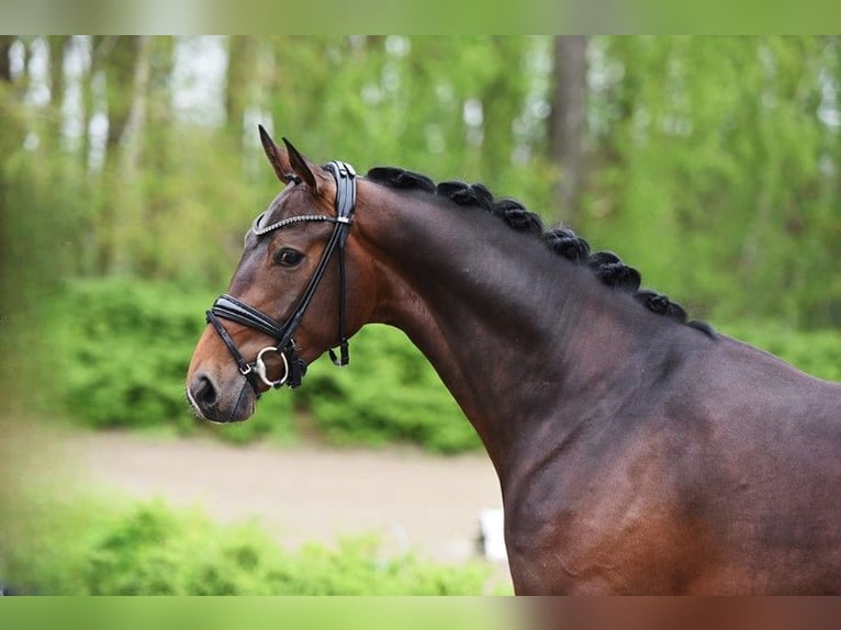 Rhinelander-häst Valack 3 år 166 cm Mörkbrun in Vechta