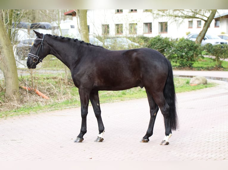 Rhinelander-häst Valack 4 år 161 cm Svart in Wallenhorst