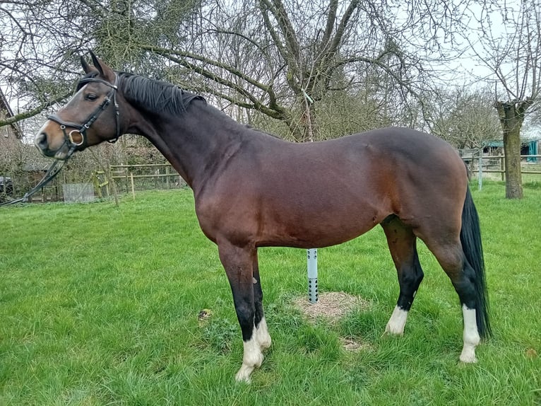 Rhinelander-häst Valack 5 år 165 cm Brun in Wesel