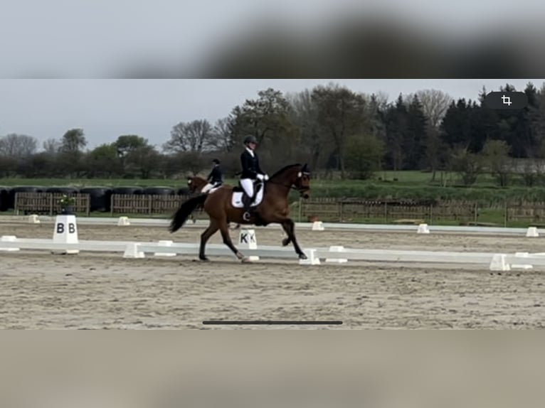 Rhinelander-häst Valack 5 år 165 cm Brun in Lüneburg