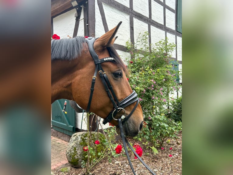 Rhinelander-häst Valack 5 år 165 cm Brun in Lüneburg