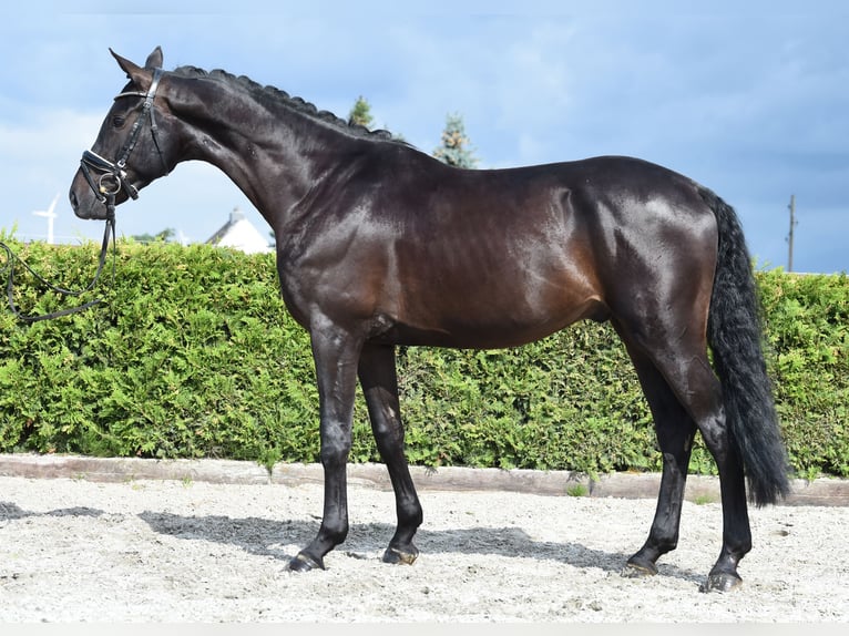 Rhinelander-häst Valack 5 år 168 cm Svart in Tiddische