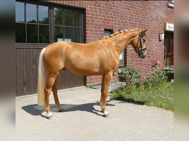Rhinelander-häst Valack 5 år 169 cm Palomino in Bad Kreuznach