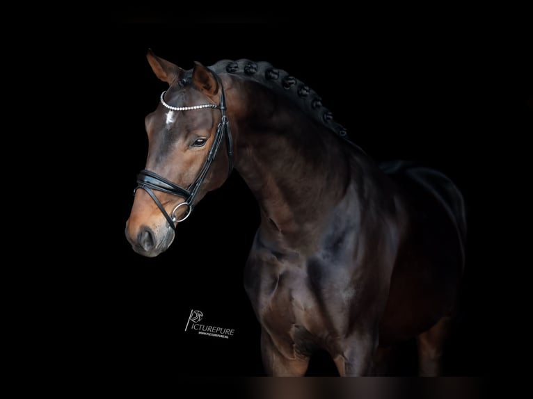Rhinelander-häst Valack 5 år 172 cm Mörkbrun in Goch