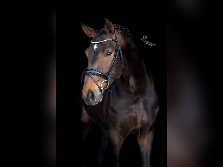 Rhinelander-häst Valack 5 år 172 cm Mörkbrun in Goch