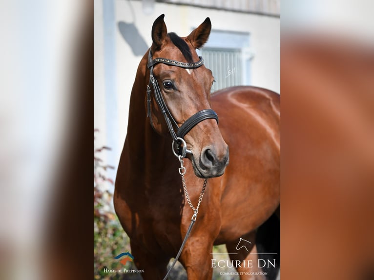 Rhinelander-häst Valack 5 år Brun in La Roche en Ardenne