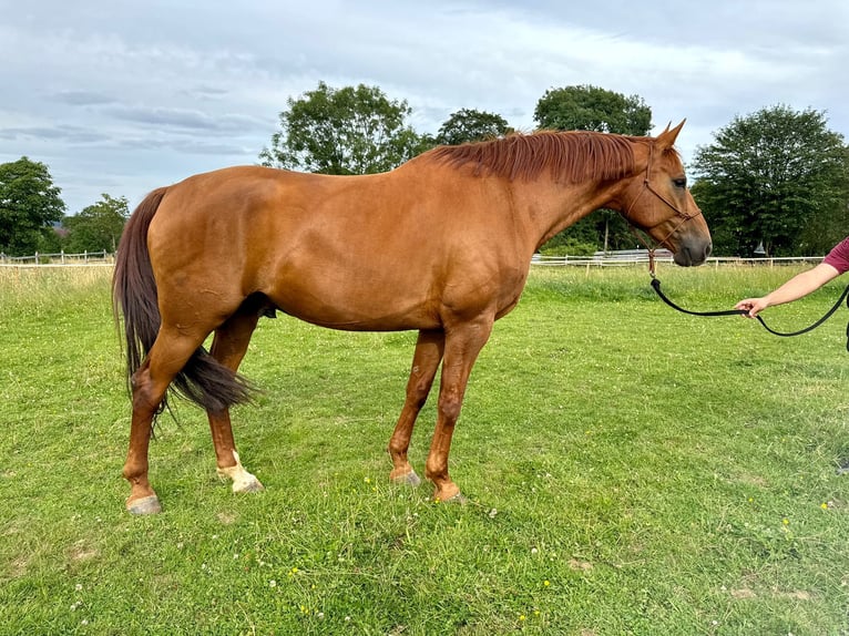 Rhinelander-häst Valack 8 år 172 cm fux in Schleiden