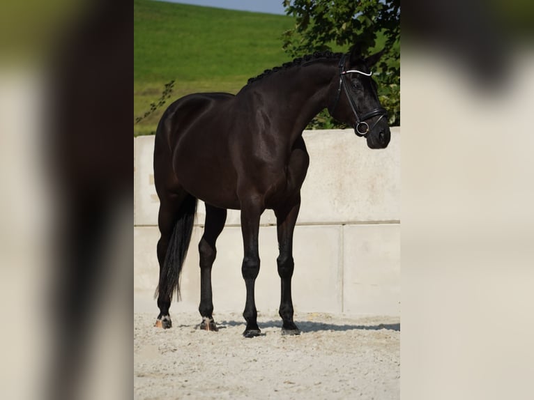 Rhinelander-häst Valack 8 år 176 cm Svart in Nettersheim