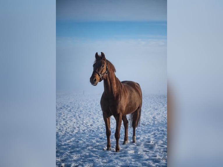 Rhinelander-häst Valack 9 år fux in Balje