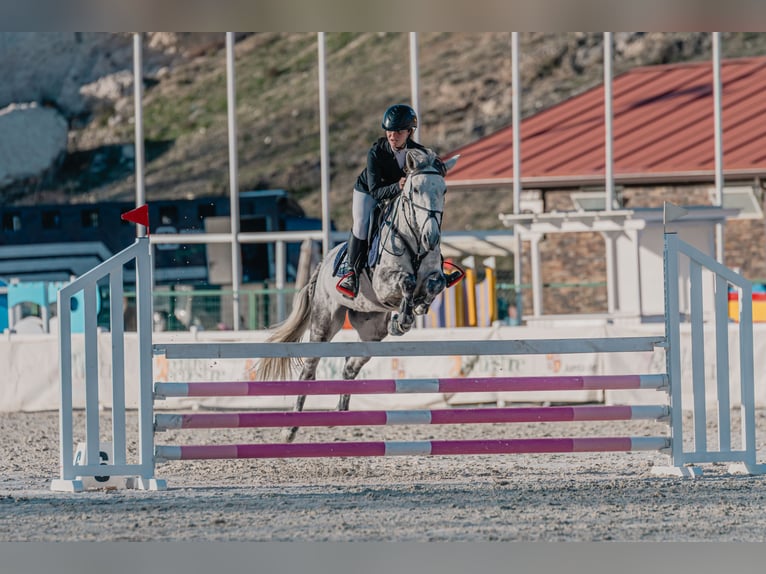 Rhinelander Mare 10 years 14,2 hh Gray in Bosque, El (Urbanizacion)