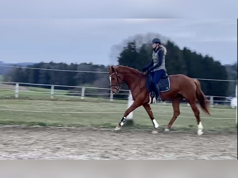 Rhinelander Mare 10 years 15.2 hh Chestnut-Red in Adelshofen