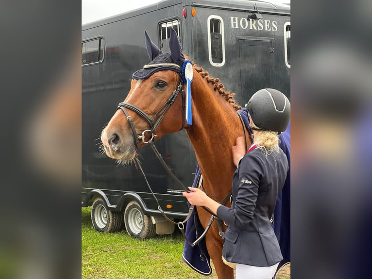 Rhinelander Mare 10 years 15.2 hh Chestnut-Red in Adelshofen