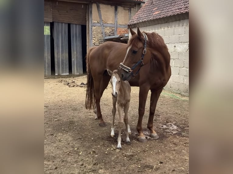 Rhinelander Mare 10 years 15.2 hh Chestnut-Red in Adelshofen