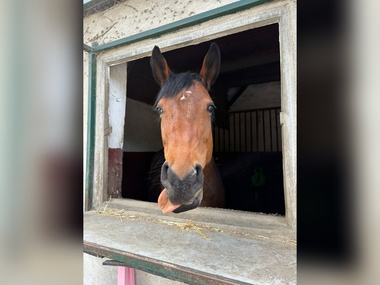 Rhinelander Mare 10 years 15,2 hh Brown in Erkrath Rhinelander Mare 10 years 15,2 hh Brown in Erkrath