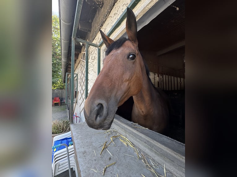 Rhinelander Mare 10 years 15,2 hh Brown in Erkrath Rhinelander Mare 10 years 15,2 hh Brown in Erkrath