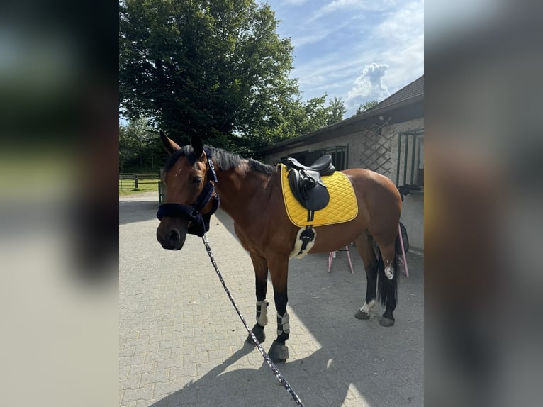 Rhinelander Mare 10 years 15,2 hh Brown in Erkrath