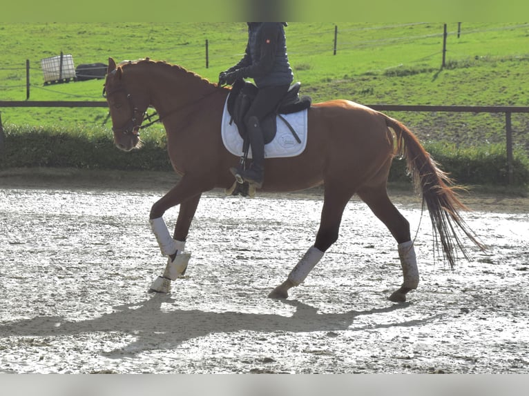 Rhinelander Mare 10 years 15,2 hh Chestnut-Red in Heiligenhaus