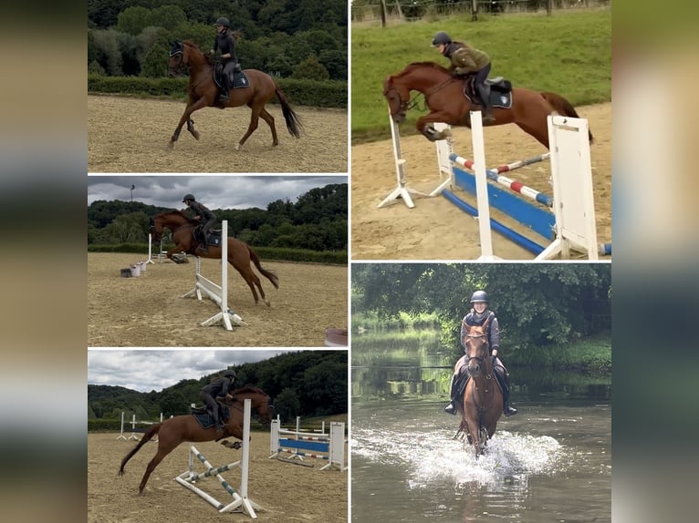 Rhinelander Mare 10 years 15,2 hh Chestnut-Red in Heiligenhaus