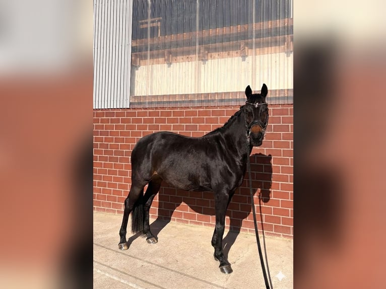 Rhinelander Mare 10 years 16.1 hh Bay-Dark in Ganderkesee