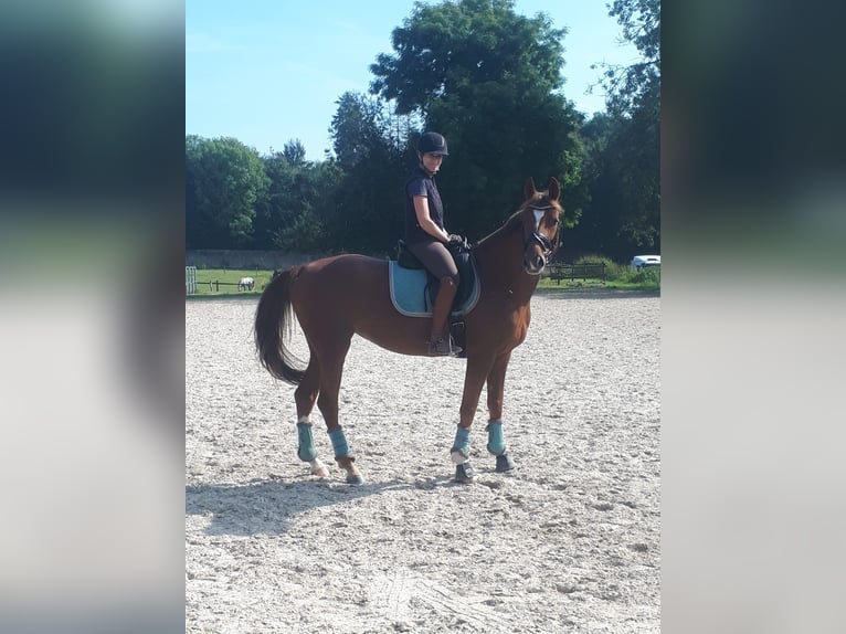 Rhinelander Mare 10 years 16,1 hh Chestnut-Red in Essen