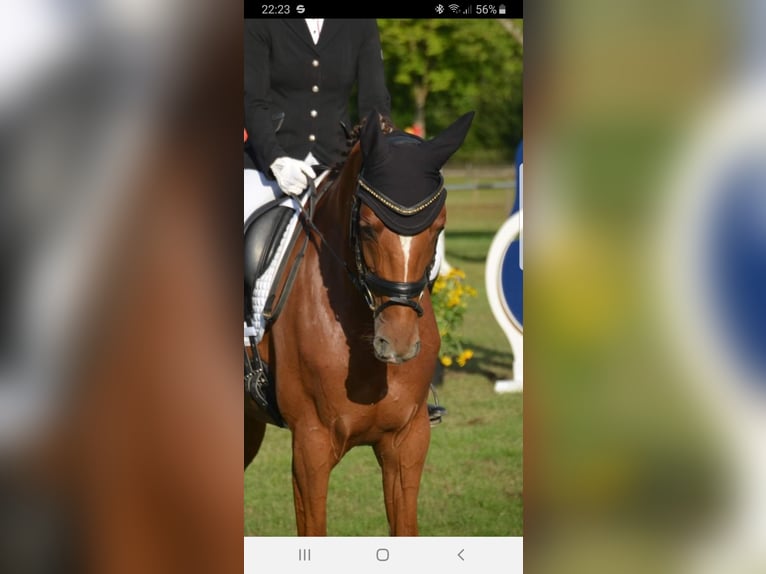 Rhinelander Mare 10 years 16,1 hh Chestnut-Red in Essen