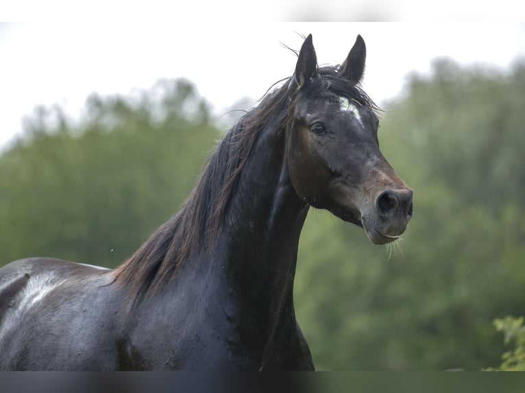 Rhinelander Mare 10 years 16,2 hh Black in Moers