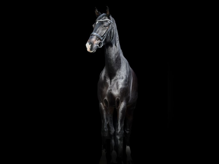 Rhinelander Mare 10 years 16,2 hh Smoky-Black in Nuth