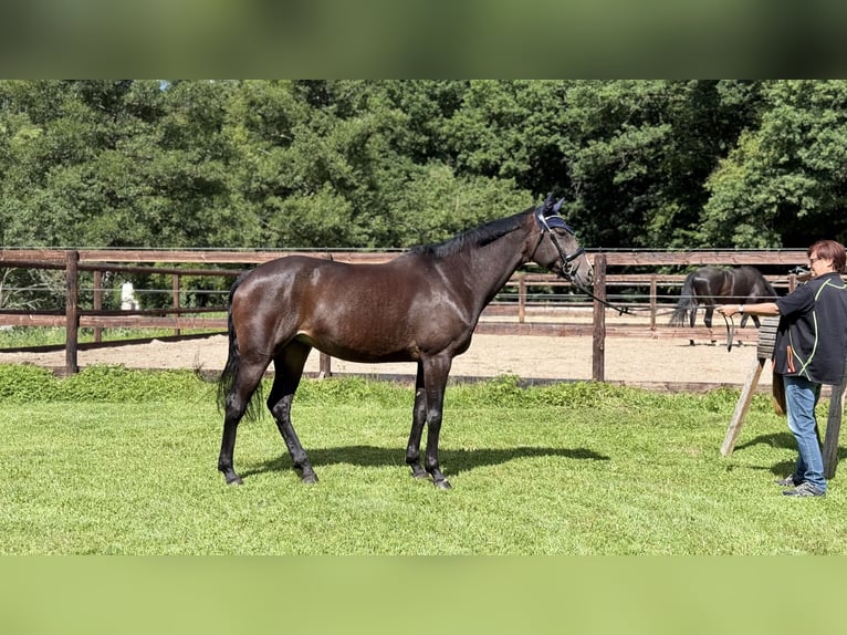 Rhinelander Mare 10 years 16 hh Brown in Schenklengsfeld