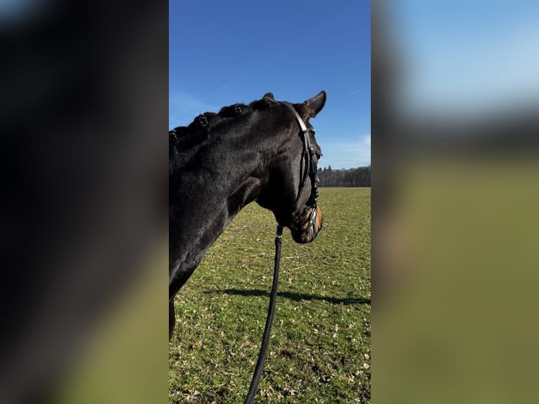 Rhinelander Mare 10 years 16,1 hh Bay-Dark in Ganderkesee