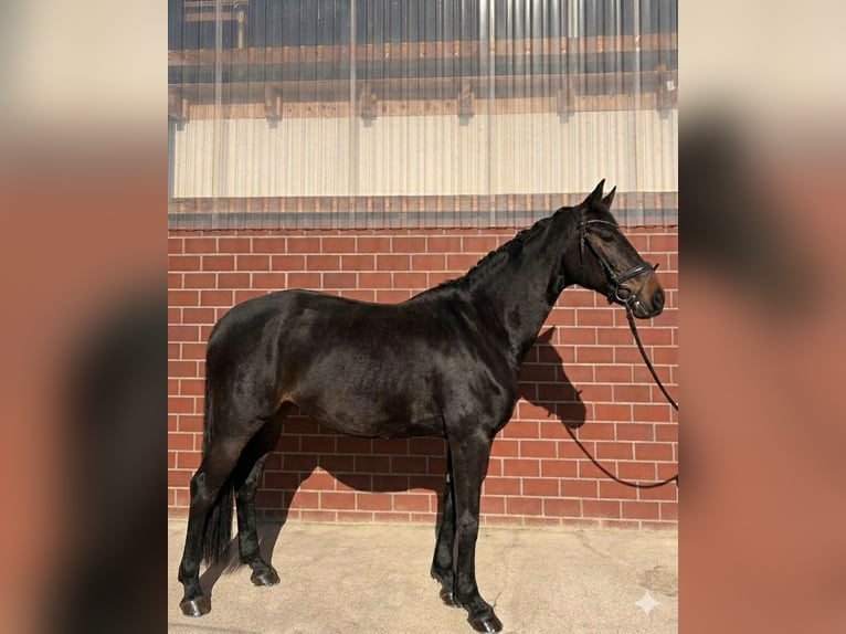 Rhinelander Mare 10 years 16,1 hh Bay-Dark in Ganderkesee
