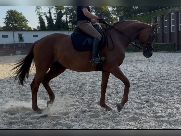 Rhinelander Mare 10 years 17 hh Chestnut-Red in M&#xFC;lheim an der Ruhr
