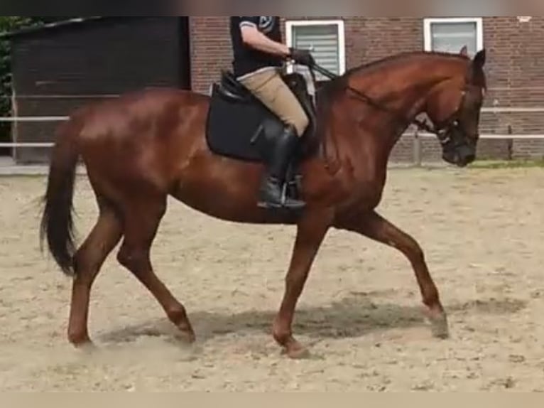 Rhinelander Mare 10 years 17 hh Chestnut-Red in M&#xFC;lheim an der Ruhr