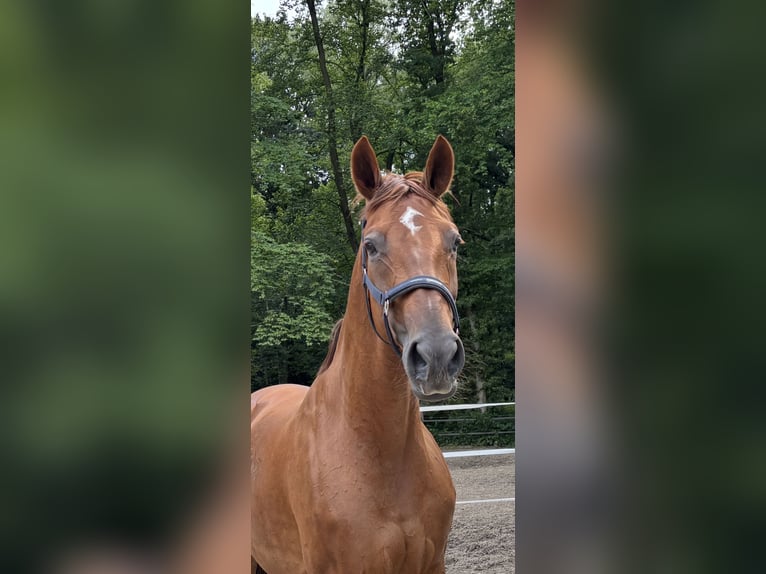 Rhinelander Mare 10 years 17 hh Chestnut-Red in M&#xFC;lheim an der Ruhr