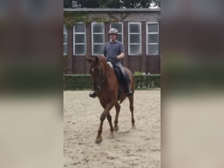 Rhinelander Mare 10 years 17 hh Chestnut-Red in M&#xFC;lheim an der Ruhr
