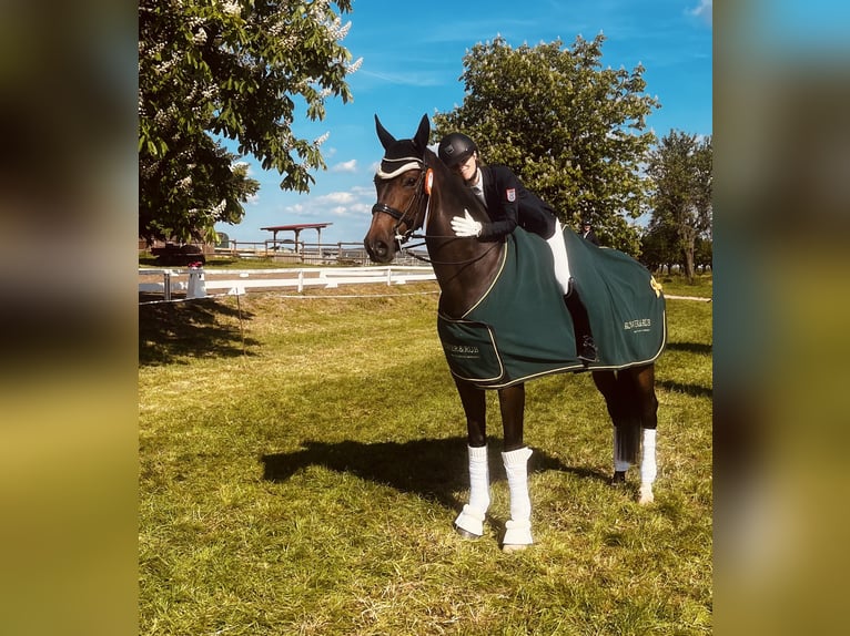 Rhinelander Mare 10 years 17,1 hh Brown in Mainz